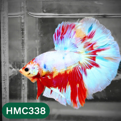 Multicolor Halfmoon Male Betta Fish | High Grade | Order Directly From Farm |  You Pick Fish |