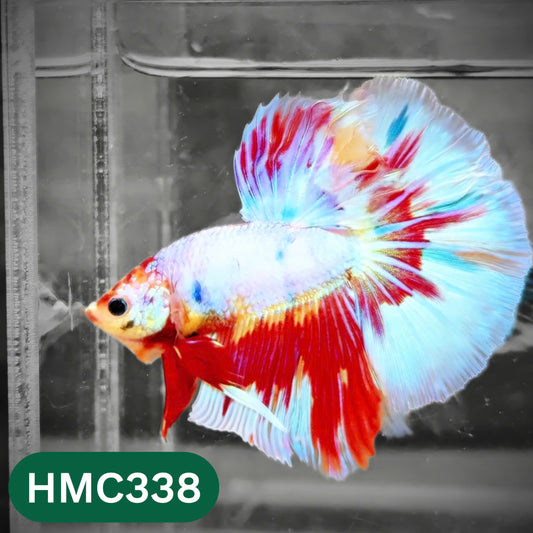 Multicolor Halfmoon Male Betta Fish | High Grade | Order Directly From Farm |  You Pick Fish |
