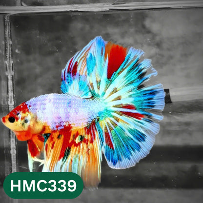 Multicolor Halfmoon Male Betta Fish | High Grade | Order Directly From Farm |  You Pick Fish |