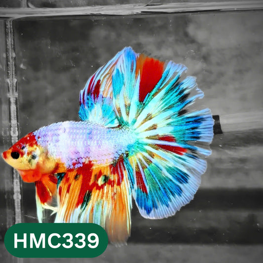 Multicolor Halfmoon Male Betta Fish | High Grade | Order Directly From Farm |  You Pick Fish |