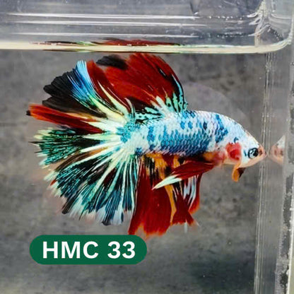 Multicolor Halfmoon Male Betta Fish | High Grade | Order Directly From Farm |  You Pick Fish |