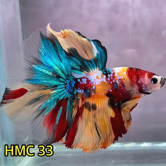 Multicolor Halfmoon Male Betta Fish | Order Directly From Farm | You Pick Fish