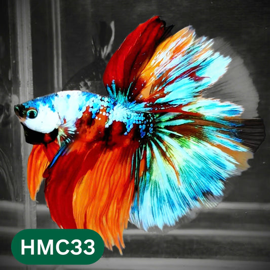 Multicolor Halfmoon Male Betta Fish | Order Directly From Farm | You Pick Fish