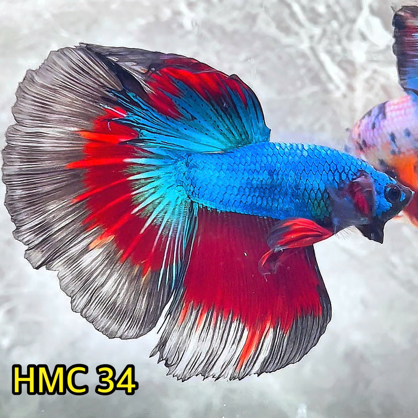 Multicolor Halfmoon Male Betta Fish | High Grade | Order Directly From Farm|  You Pick Fish |