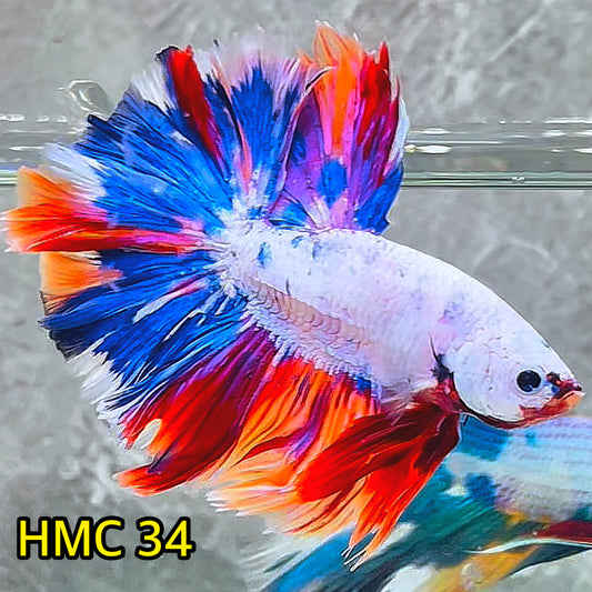 Multicolor Halfmoon Male Betta Fish | High Grade | Order Directly From Farm|  You Pick Fish |