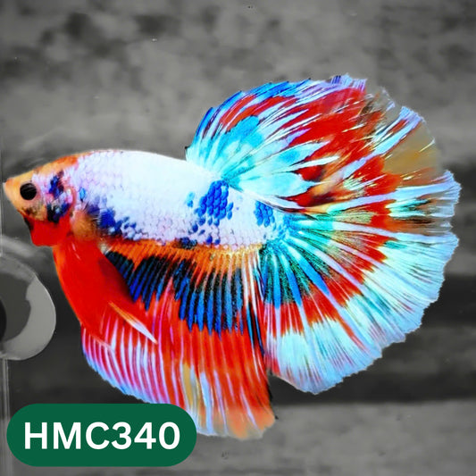 Multicolor Halfmoon Male Betta Fish | High Grade | Order Directly From Farm |  You Pick Fish |