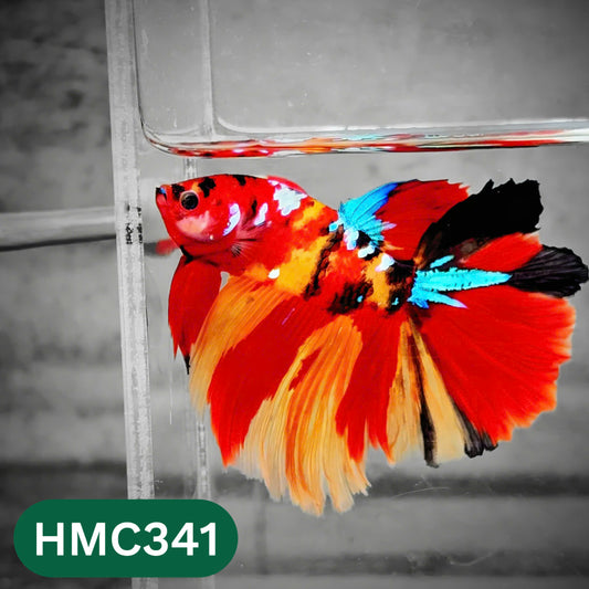 Multicolor Halfmoon Male Betta Fish | High Grade | Order Directly From Farm |  You Pick Fish |