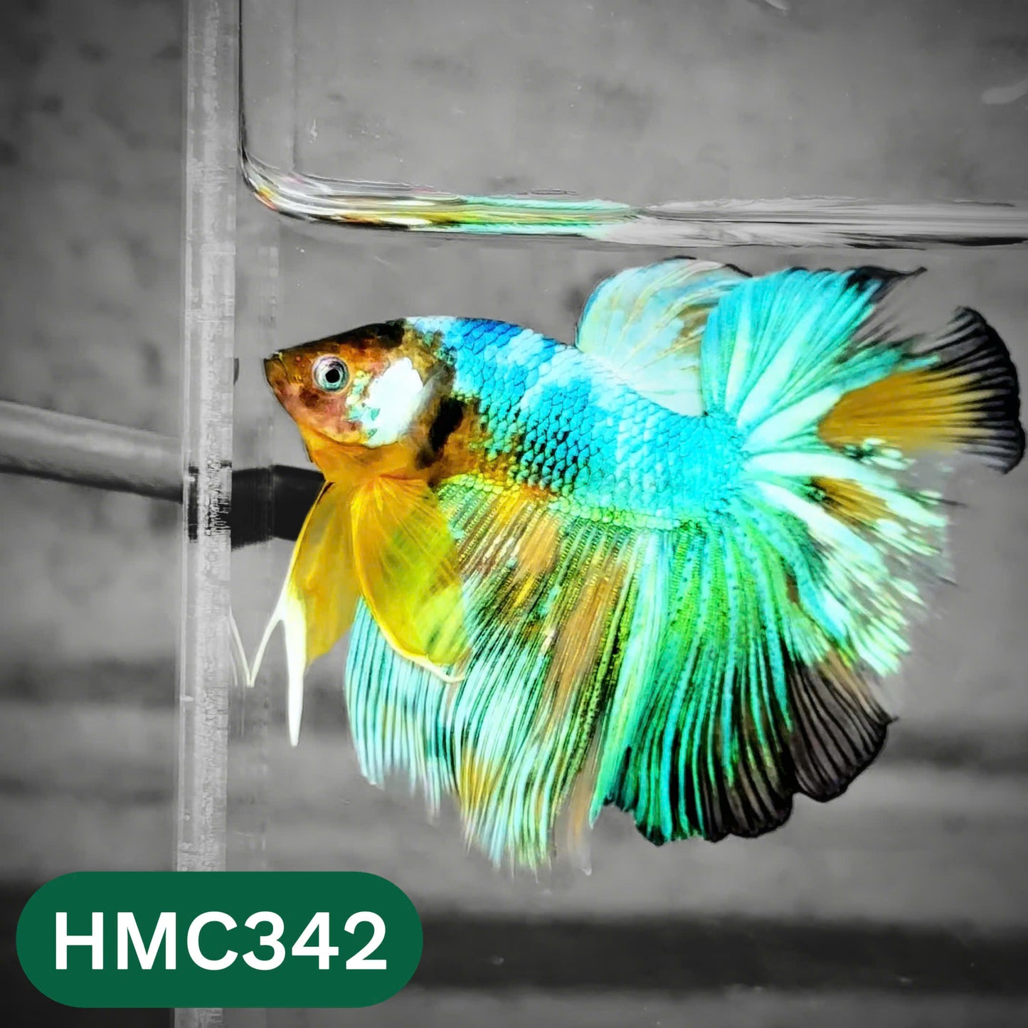 Multicolor Halfmoon Male Betta Fish | High Grade | Order Directly From Farm |  You Pick Fish |
