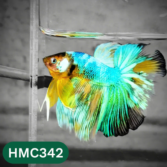 Multicolor Halfmoon Male Betta Fish | High Grade | Order Directly From Farm |  You Pick Fish |