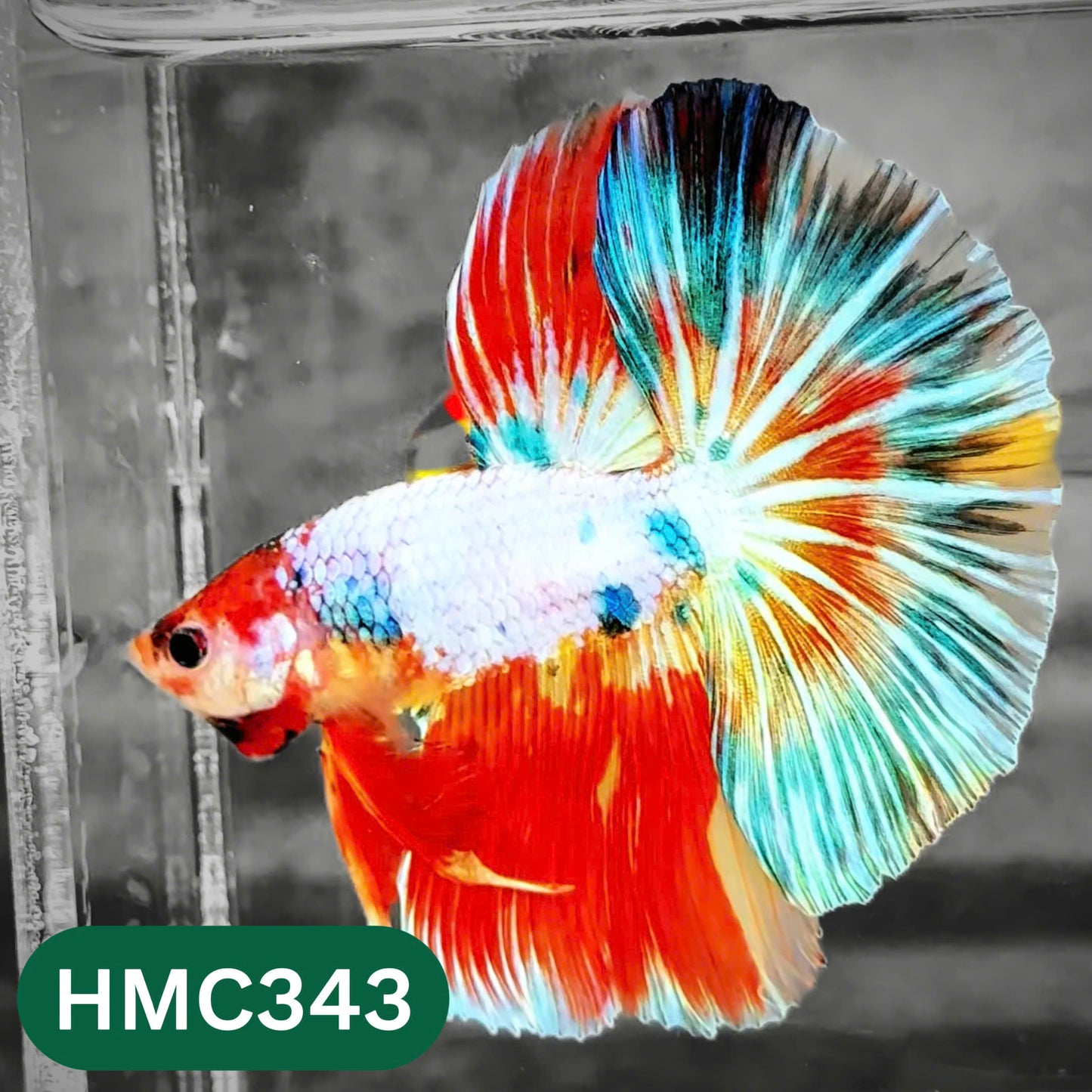 Multicolor Halfmoon Male Betta Fish | High Grade | Order Directly From Farm |  You Pick Fish |