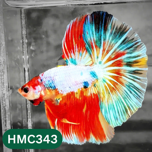 Multicolor Halfmoon Male Betta Fish | High Grade | Order Directly From Farm |  You Pick Fish |