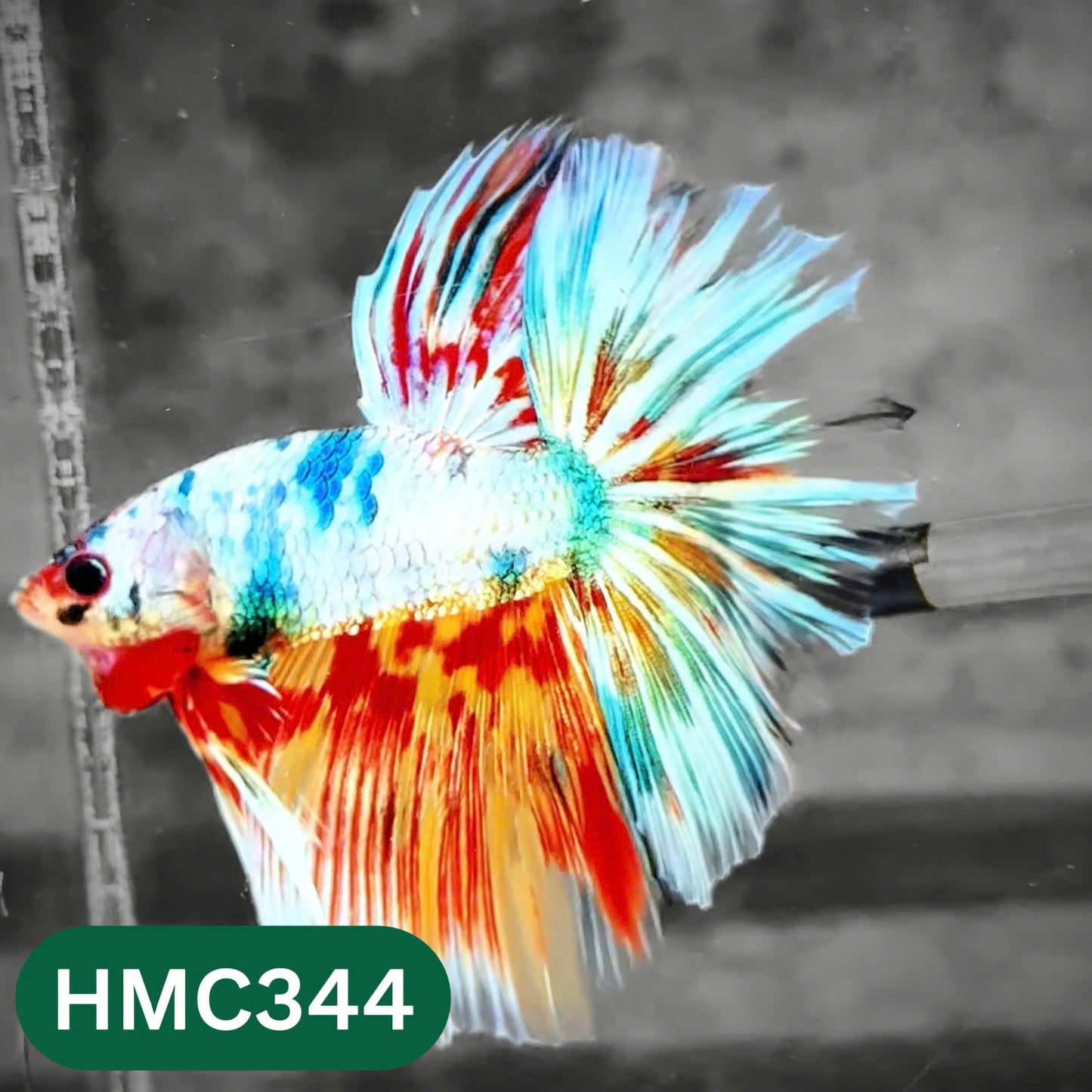 Multicolor Halfmoon Male Betta Fish | High Grade | Order Directly From Farm |  You Pick Fish |