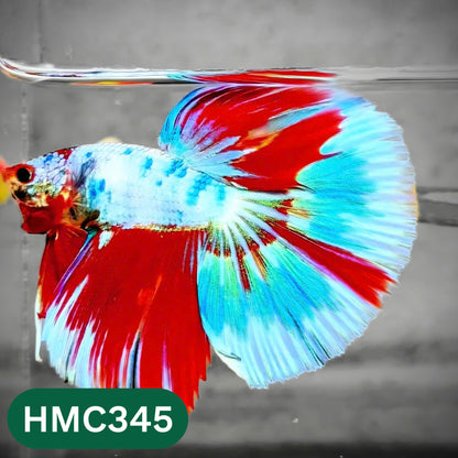 Multicolor Halfmoon Male Betta Fish | High Grade | Order Directly From Farm |  You Pick Fish |