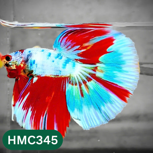 Multicolor Halfmoon Male Betta Fish | High Grade | Order Directly From Farm |  You Pick Fish |