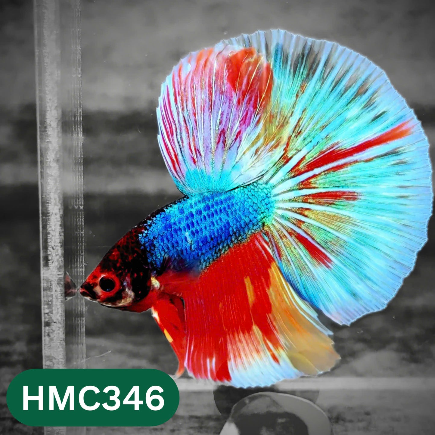 Multicolor Halfmoon Male Betta Fish | High Grade | Order Directly From Farm |  You Pick Fish |