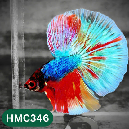 Multicolor Halfmoon Male Betta Fish | High Grade | Order Directly From Farm |  You Pick Fish |