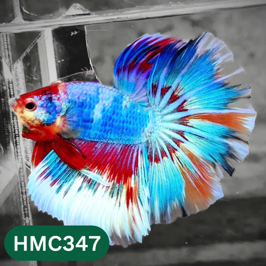 Multicolor Halfmoon Male Betta Fish | High Grade | Order Directly From Farm |  You Pick Fish |