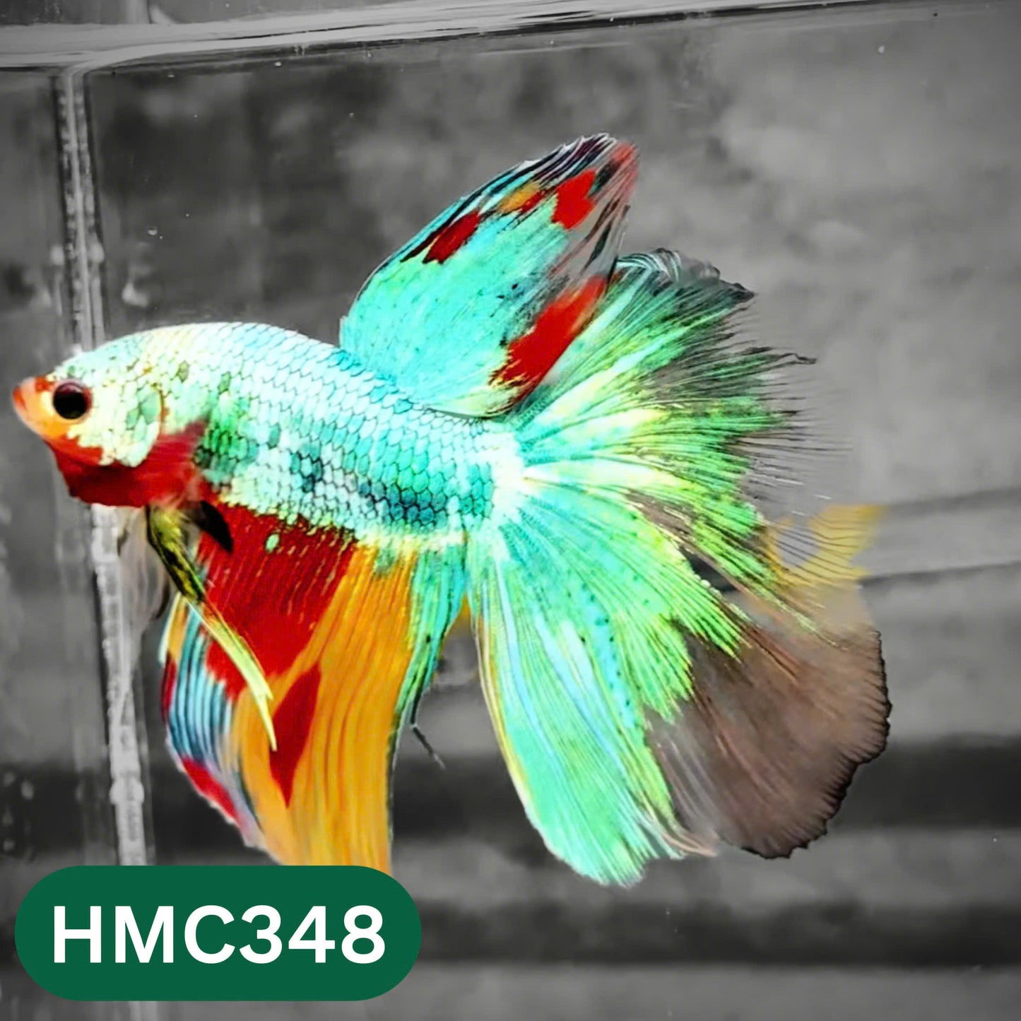 Multicolor Halfmoon Male Betta Fish | High Grade | Order Directly From Farm |  You Pick Fish |