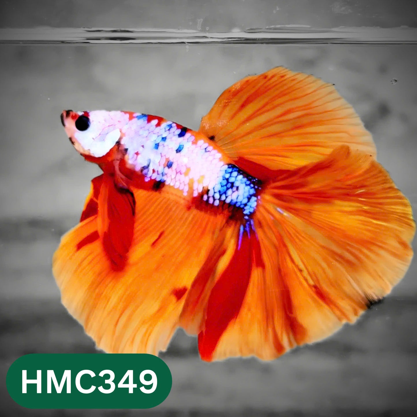 Multicolor Halfmoon Male Betta Fish | High Grade | Order Directly From Farm |  You Pick Fish |