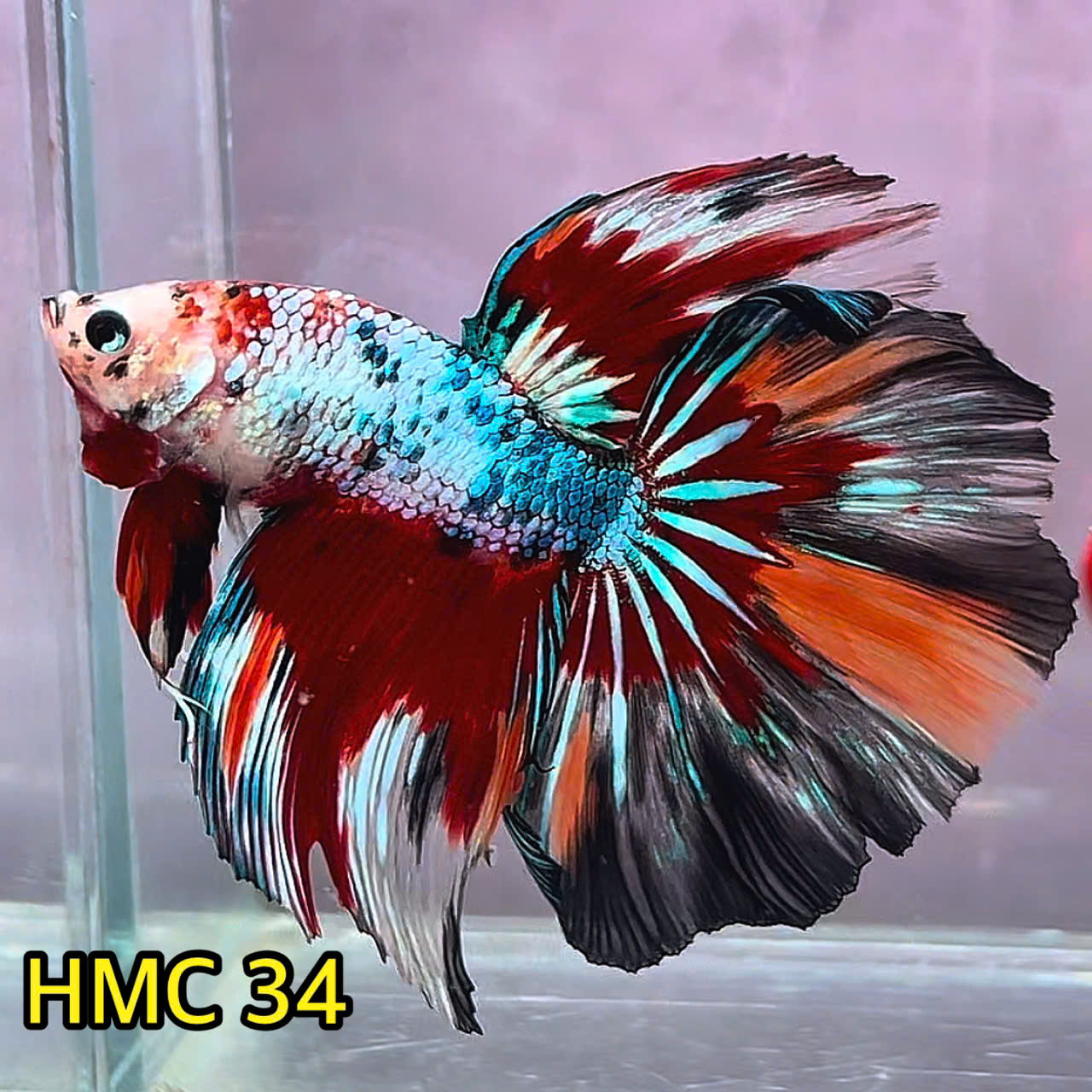 Multicolor Halfmoon Male Betta Fish | Order Directly From Farm | You Pick Fish