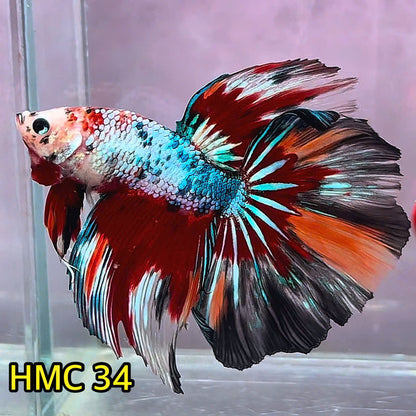 Multicolor Halfmoon Male Betta Fish | Order Directly From Farm | You Pick Fish