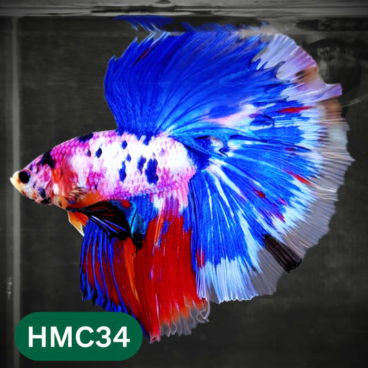 Multicolor Halfmoon Male Betta Fish | Order Directly From Farm | You Pick Fish