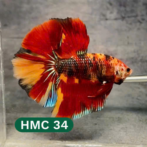 Multicolor Halfmoon Male Betta Fish | High Grade | Order Directly From Farm |  You Pick Fish |