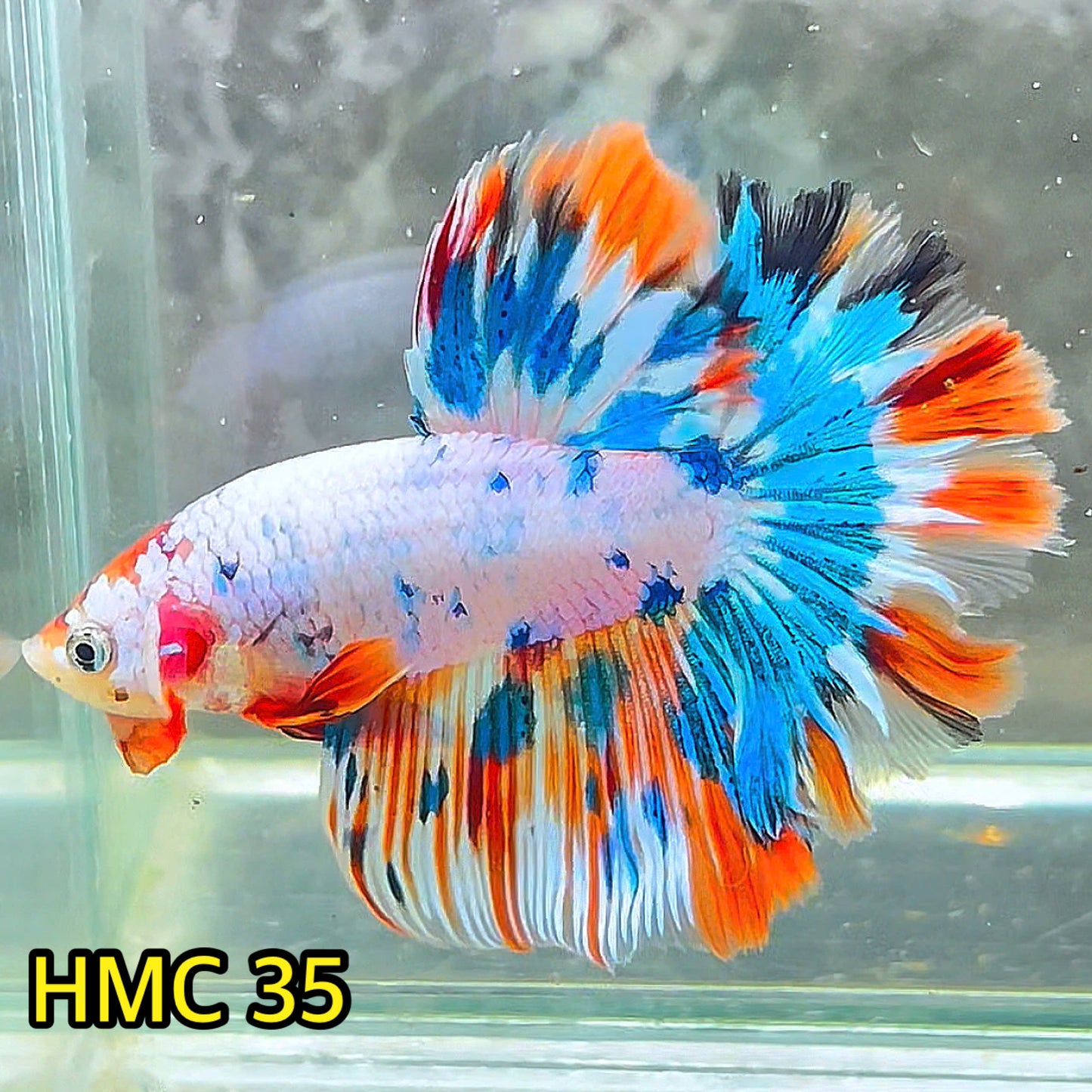 Multicolor Halfmoon Male Betta Fish | High Grade | Order Directly From Farm|  You Pick Fish |