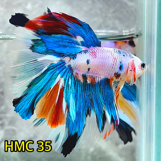 Multicolor Halfmoon Male Betta Fish | High Grade | Order Directly From Farm|  You Pick Fish |