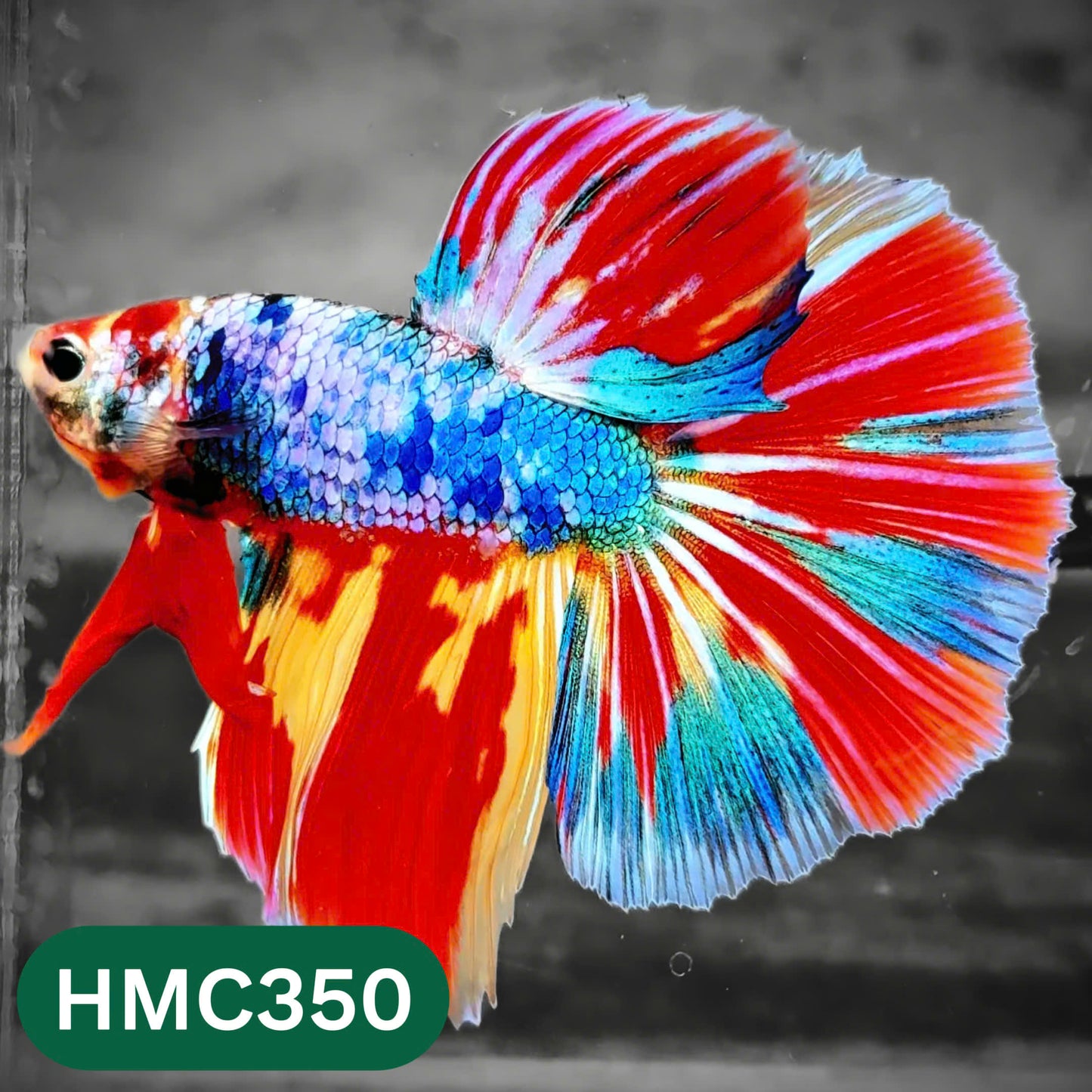 Multicolor Halfmoon Male Betta Fish | High Grade | Order Directly From Farm |  You Pick Fish |