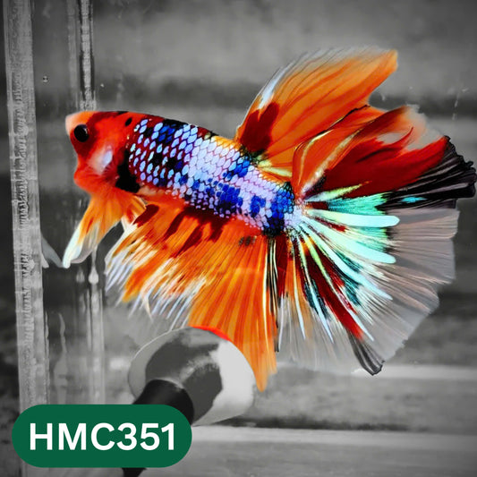 Multicolor Halfmoon Male Betta Fish | High Grade | Order Directly From Farm |  You Pick Fish |