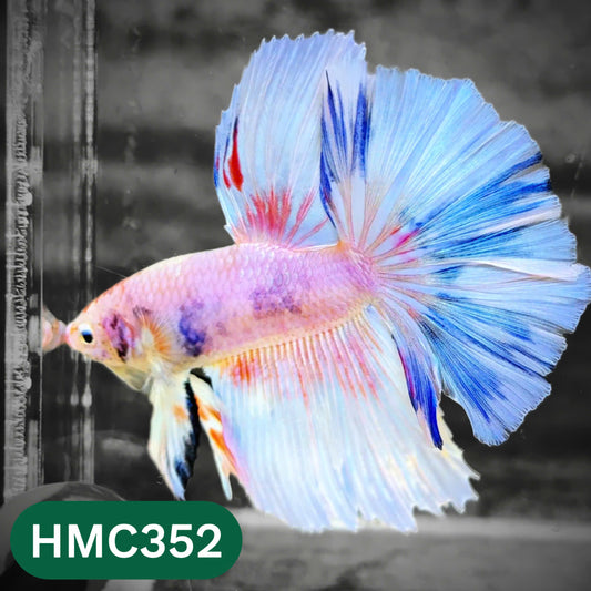 Multicolor Halfmoon Male Betta Fish | High Grade | Order Directly From Farm |  You Pick Fish |