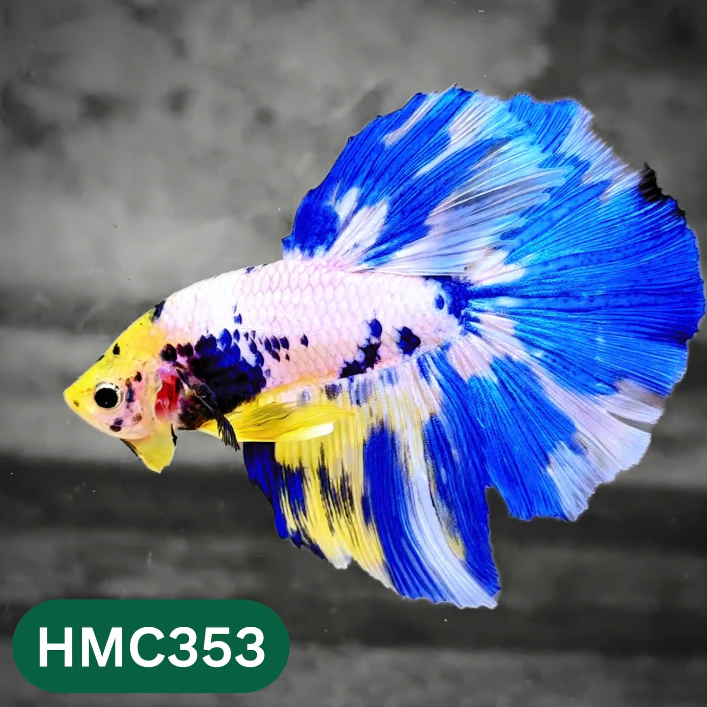 Multicolor Halfmoon Male Betta Fish | High Grade | Order Directly From Farm |  You Pick Fish |