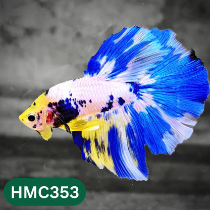 Multicolor Halfmoon Male Betta Fish | High Grade | Order Directly From Farm |  You Pick Fish |