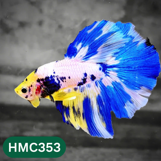 Multicolor Halfmoon Male Betta Fish | High Grade | Order Directly From Farm |  You Pick Fish |