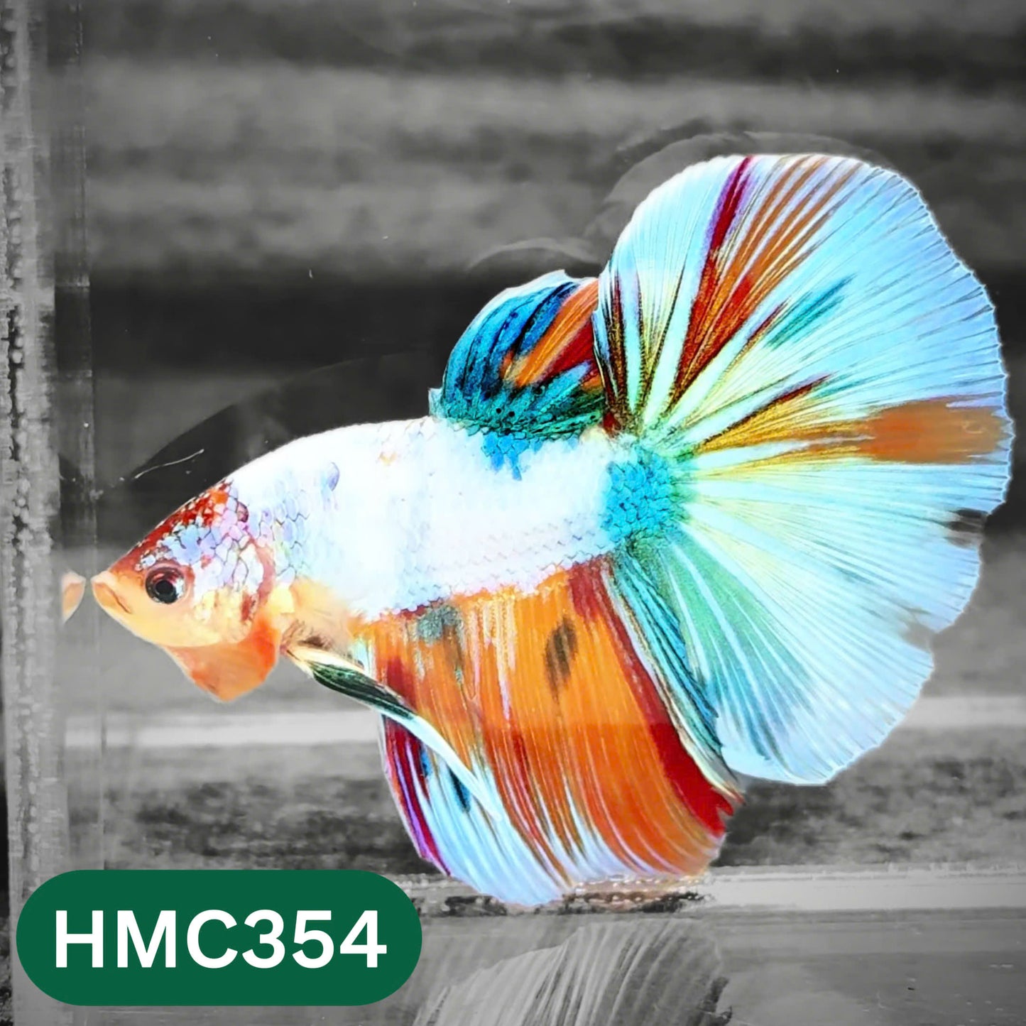 Multicolor Halfmoon Male Betta Fish | High Grade | Order Directly From Farm |  You Pick Fish |