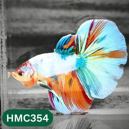 Multicolor Halfmoon Male Betta Fish | High Grade | Order Directly From Farm |  You Pick Fish |