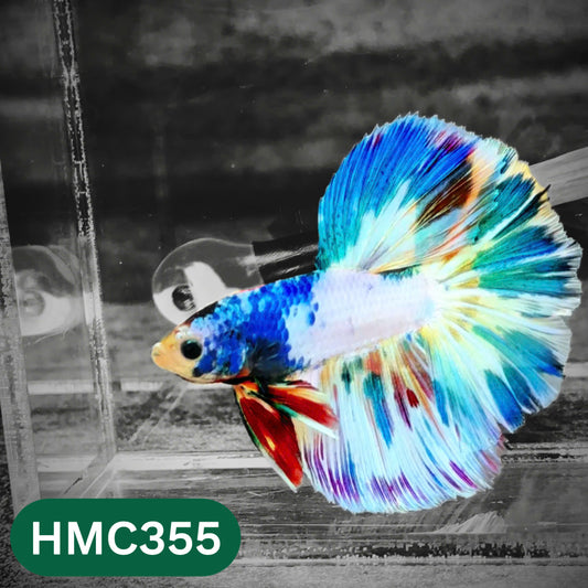 Multicolor Halfmoon Male Betta Fish | High Grade | Order Directly From Farm |  You Pick Fish |
