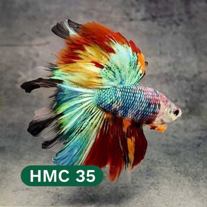 Multicolor Halfmoon Male Betta Fish | High Grade | Order Directly From Farm |  You Pick Fish |