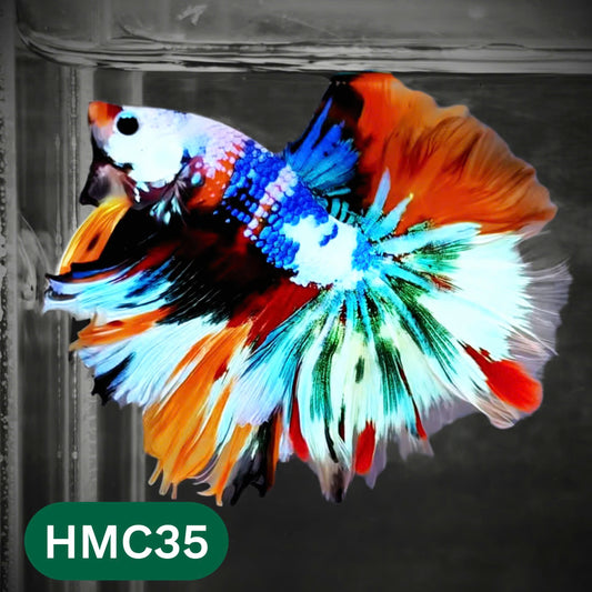 Multicolor Halfmoon Male Betta Fish | Order Directly From Farm | You Pick Fish