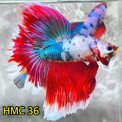 Multicolor Halfmoon Male Betta Fish | High Grade | Order Directly From Farm|  You Pick Fish |