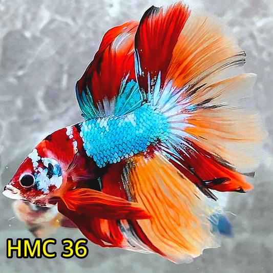 Multicolor Halfmoon Male Betta Fish | High Grade | Order Directly From Farm|  You Pick Fish |