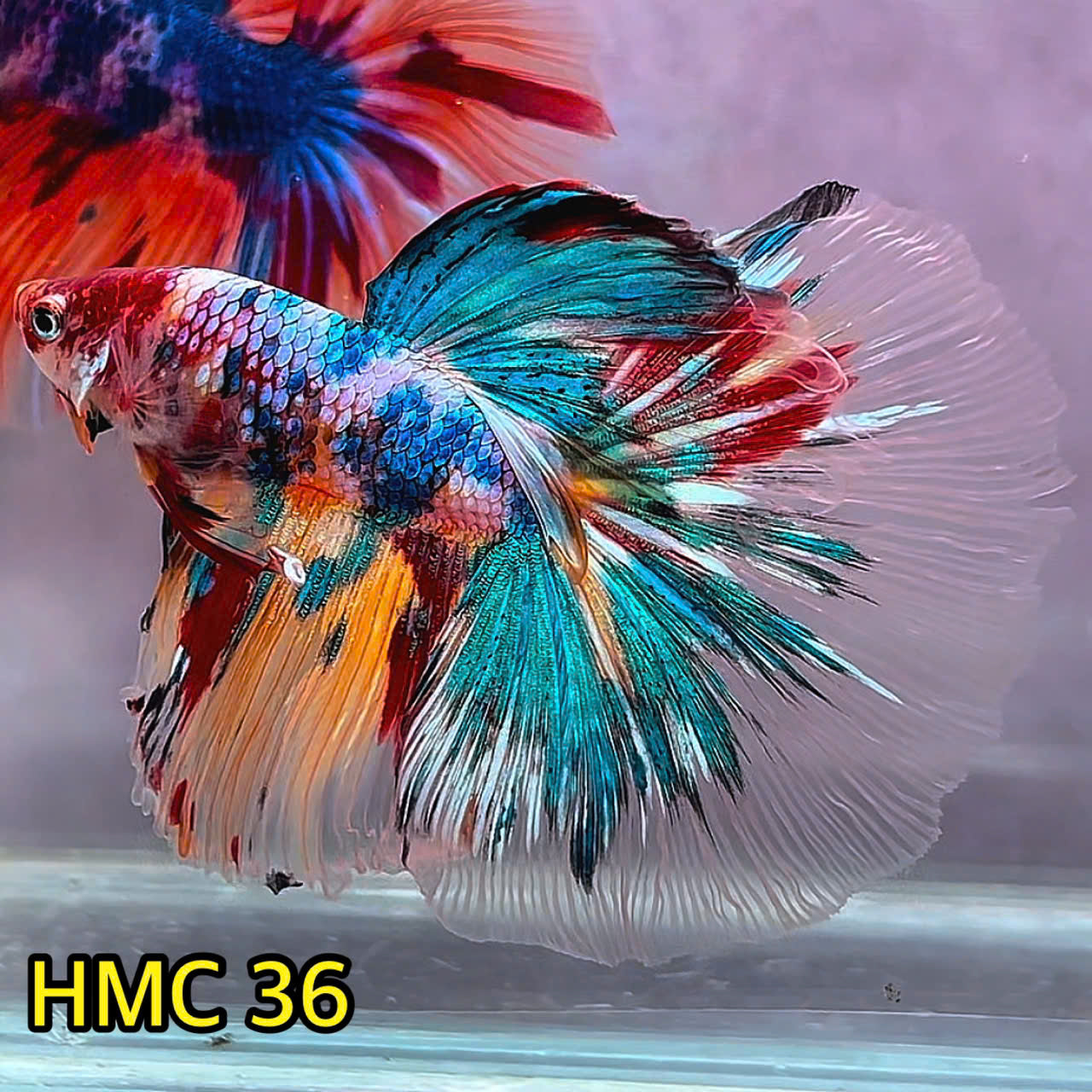 Multicolor Halfmoon Male Betta Fish | Order Directly From Farm | You Pick Fish