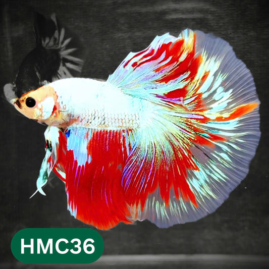 Multicolor Halfmoon Male Betta Fish | Order Directly From Farm | You Pick Fish