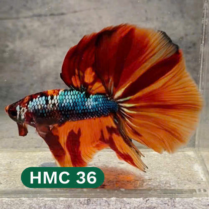 Multicolor Halfmoon Male Betta Fish | High Grade | Order Directly From Farm |  You Pick Fish |