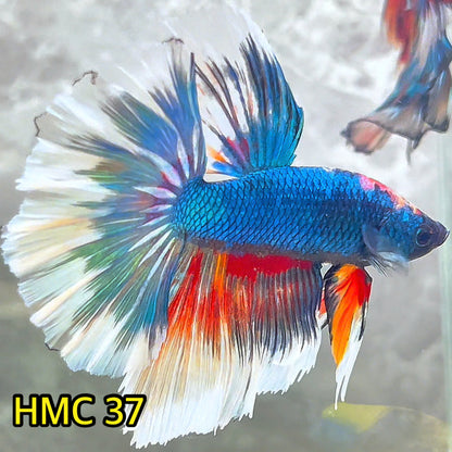 Multicolor Halfmoon Male Betta Fish | High Grade | Order Directly From Farm|  You Pick Fish |