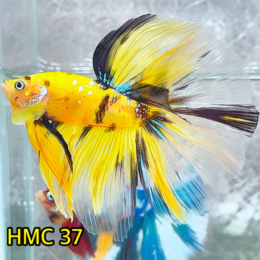 Multicolor Halfmoon Male Betta Fish | High Grade | Order Directly From Farm|  You Pick Fish |