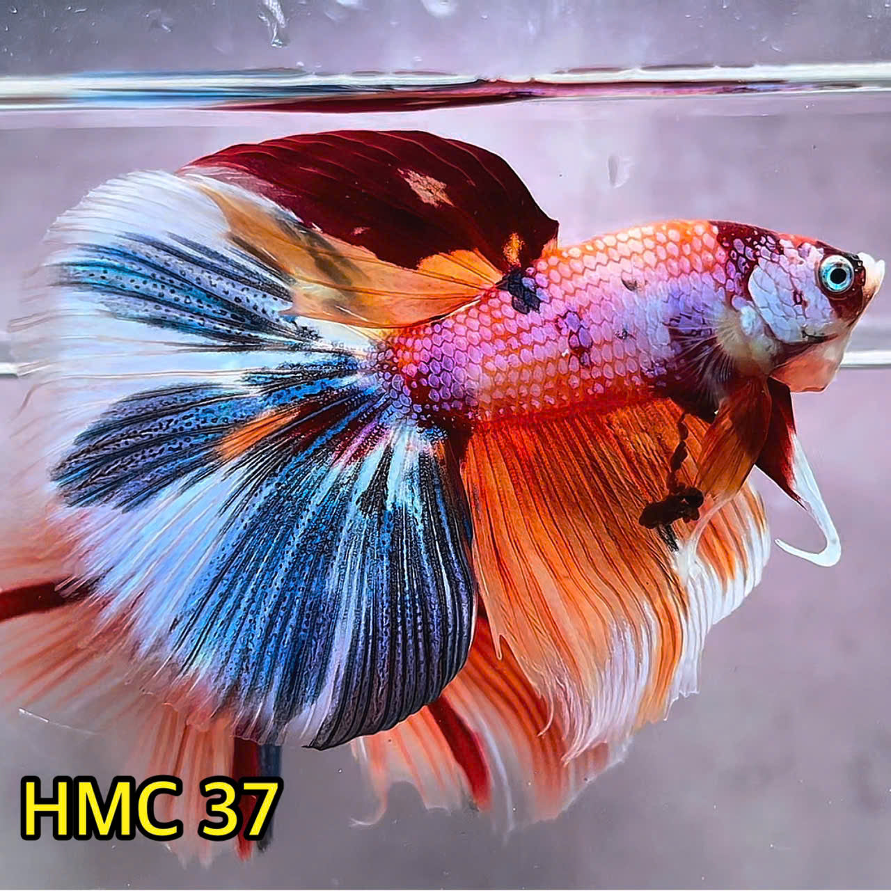 Multicolor Halfmoon Male Betta Fish | Order Directly From Farm | You Pick Fish