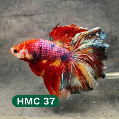 Multicolor Halfmoon Male Betta Fish | High Grade | Order Directly From Farm |  You Pick Fish |