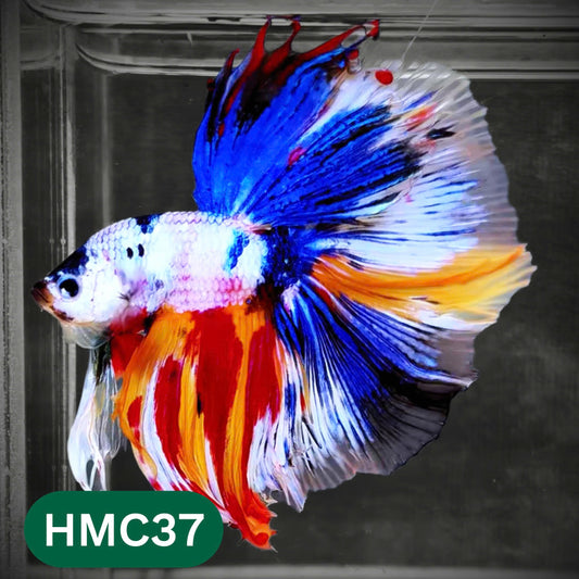 Multicolor Halfmoon Male Betta Fish | Order Directly From Farm | You Pick Fish